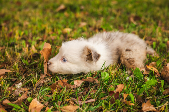 Blue-Eyed Merle Puppy Sniffing Autumn Leaf