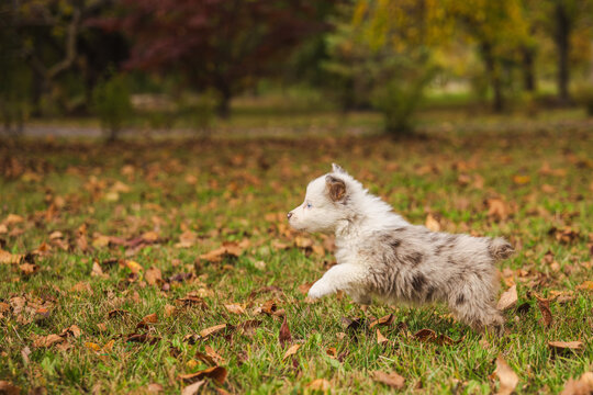 Blue-Eyed Merle Puppy Running Through Autumn Woodland