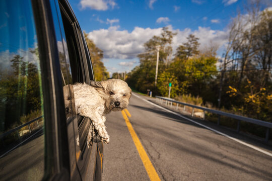 Fluffy Puppy Leaning From Car Window on Autumn Road