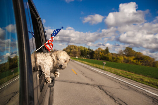 Fluffy Puppy Looking From Car Window on Rural American Road
