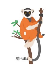 Naklejka premium Sifaka lemur primate standing upright on branch.