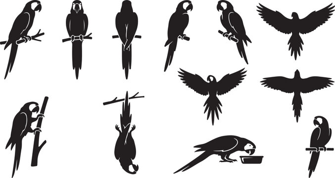 Macaw parrot silhouette collection featuring tropical birds in perched, flying, upside-down hanging, climbing, and feeding positions.