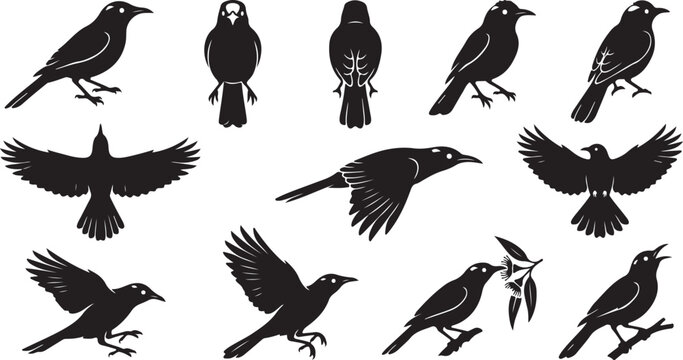 Regeg honeyeater silhouette collection featuring endangered Australian songbirds in perching, flying, branch-resting, nectar-feeding, and vocalizing poses.