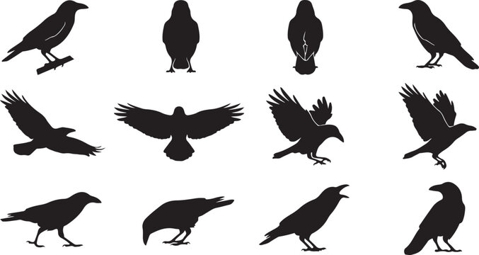 Black crow silhouette vector collection featuring corvid birds in standing, flying, perching, landing, and vocalizing postures..