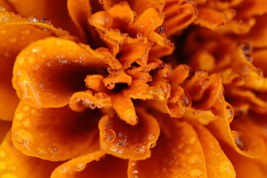 マリーゴールドの花