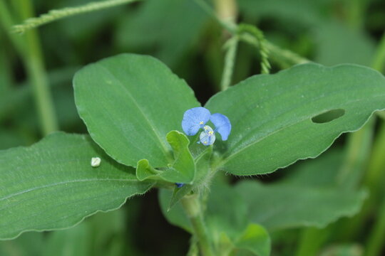 Commelina benghalensis or Commelina dayflower plant