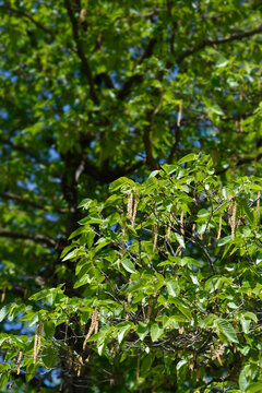 Green leaves and long brown catkins hang from the branches of a japanese alder tree in spring - latin name - Alnus japonica