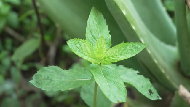 Fresh green mint leaves growing in a garden