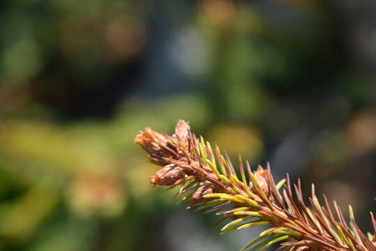 Macro shot of the Norway spruce branch tip displaying fresh brown winter buds and sharp green needles on a blurred natural background - latin name - Picea abies Acrocona