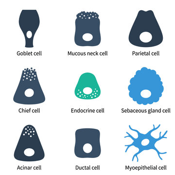 Human cell types illustration of different tissue structures