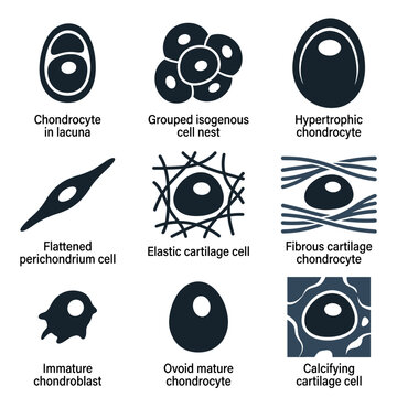 Human cell types and cartilage tissue anatomy vector icons