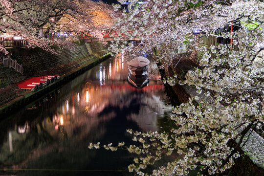 Night cherry blossoms along Suimon River with boat and red bridge at Oku no Hosomichi Musubi no Chi Ogaki Gifu Japan


