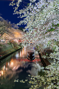 Night cherry blossoms along Suimon River with boat and red bridge at Oku no Hosomichi Musubi no Chi Ogaki Gifu Japan

