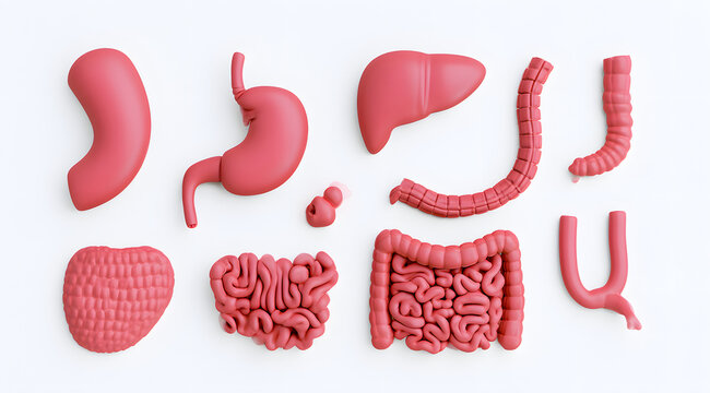3D human digestive system organs, such as the stomach, liver, and intestines, illustrated on a white background