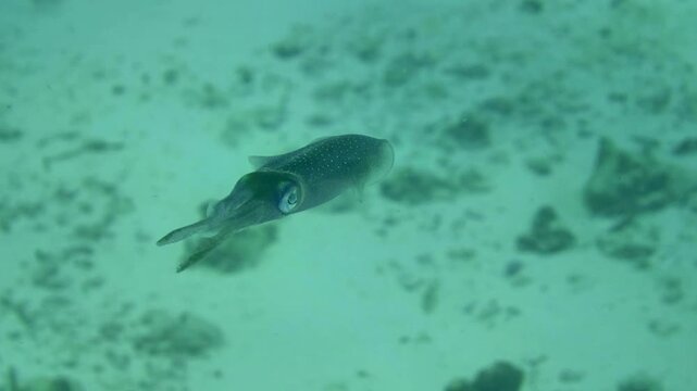 A solitary squid moves above a pale sandy bottom scattered with small reef debris at Yucab Reef, Cozumel, Quintana Roo, Mexico.