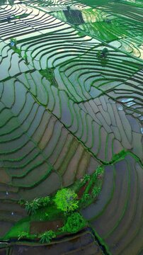 the beauty of the foggy morning panorama with sunrise and rice fields in Bengkulu, indonesia, asia