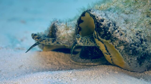 A large marine gastropod advances beside coral rubble on a sandy bottom at Palancar Caves, Cozumel, Quintana Roo, Mexico.