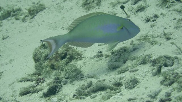 Green-blue parrotfish with reddish tail swims laterally over coral rubble and reef growth at Tormentos, Cozumel, Quintana Roo, Mexico.