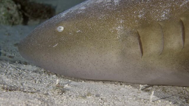 Close lateral view shows the head and body of a nurse shark lying on pale reef sand at Tormentos, Cozumel, Quintana Roo, Mexico.