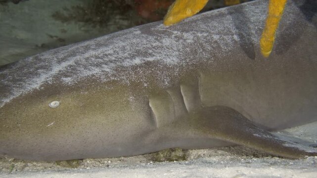 Close lateral view of a nurse shark lying motionless on pale reef sand near coral at Tormentos, Cozumel, Quintana Roo, Mexico.