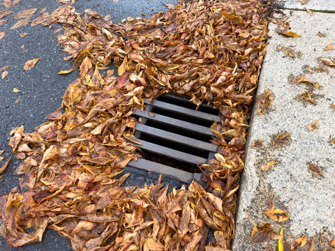 Autumn leaves on a footpath clogging the storm drain cover