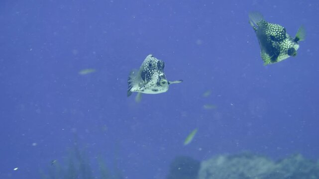 A smooth trunkfish swims in open blue water above a distant reef at Santa Rosa Wall, Cozumel, Quintana Roo, Mexico.