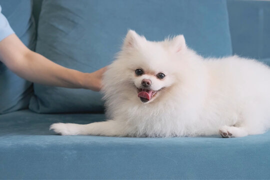 Small white pomeranian dog resting on blue couch as owner hand pets fluffy side, happy spitz with bright eyes, open mouth, soft fur, relaxed lying pose, and cozy indoor home setting