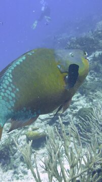 Large rainbow parrotfish swims past corals with a diver visible farther back at Santa Rosa Wall, Cozumel, Quintana Roo, Mexico.
