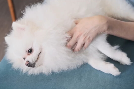 White fluffy pomeranian type dog rests on sofa while owner hand gently pets side, highlighting soft fur, animal companionship, domestic care, affectionate touch, comfort, and quiet relaxation