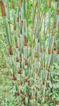 Bamboo stalks in Danum Valley rainforest, Borneo, Malaysia.