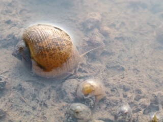 Close up shot of a freshwater apple snail (Pila ampullacea) crawling on wet muddy soil underwater. Detailed shell texture and aquatic nature macro photography for wildlife and environmental concepts © Eka