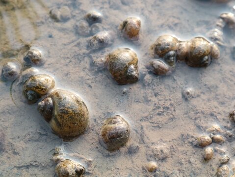 Close up shot of a freshwater apple snails (Pila ampullacea) crawling on wet muddy soil underwater. Detailed shell texture and aquatic nature macro photography for wildlife and environmental concepts