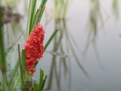 Cluster of bright pink golden apple snail eggs attached to a rice plant stalk in a flooded paddy field. Agriculture pest macro photography for nature, farming, and environmental concepts