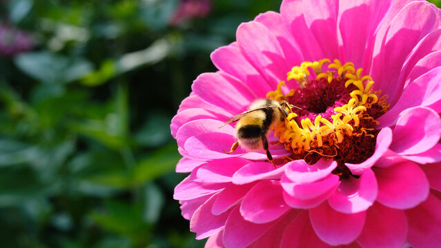 Zinnia flower for a greeting card. In one close‑up shot, a bright pink zinnia on a soft green background in a bokeh style. Summer concept.