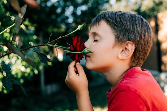 Young boy with eyes closed smelling a red rose