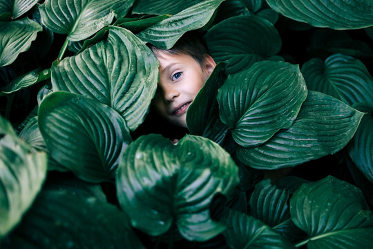 Young boy with blue eyes peeking through green leaves