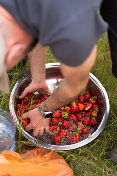 A person washes freshly picked strawberries in a metal bowl