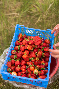 Washing a crate of freshly picked strawberries outdoors
