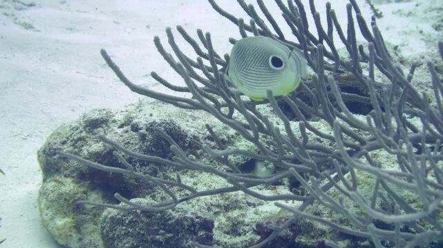 Vertical-format view of a foureye butterflyfish moving beside branching soft coral at Tormentos, Cozumel, Quintana Roo, Mexico.