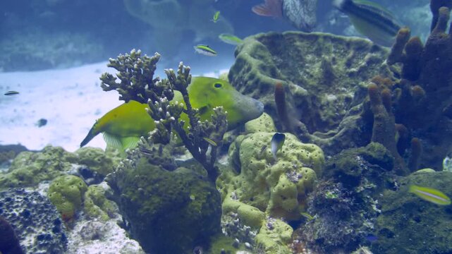 Vertical-format view of a dark filefish covered in pale spots swimming over low coral growth at Tormentos, Cozumel, Quintana Roo, Mexico.