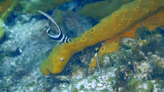 Vertical-format view of a striped juvenile jackknife fish moving closely above bright orange sponge at Tormentos, Cozumel, Quintana Roo, Mexico.