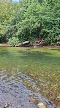 River in the forest