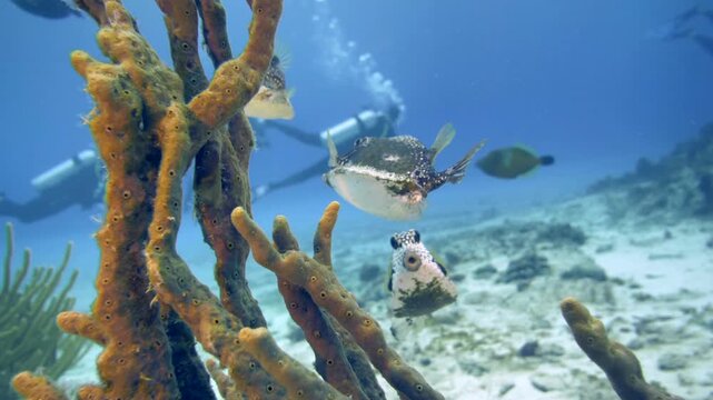 A smooth trunkfish moves past branching reef growth while scuba divers remain distant in blue water at Paradise Reef, Cozumel, Mexico.