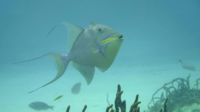 A queen triggerfish swims over low coral growth and pale seabed in turquoise water at Paradise Reef, Cozumel, Mexico.
