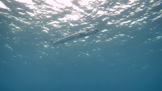 A loose group of elongated barracuda swims beneath the rippled sunlit surface in open blue water at Paradise Reef, Cozumel, Mexico.