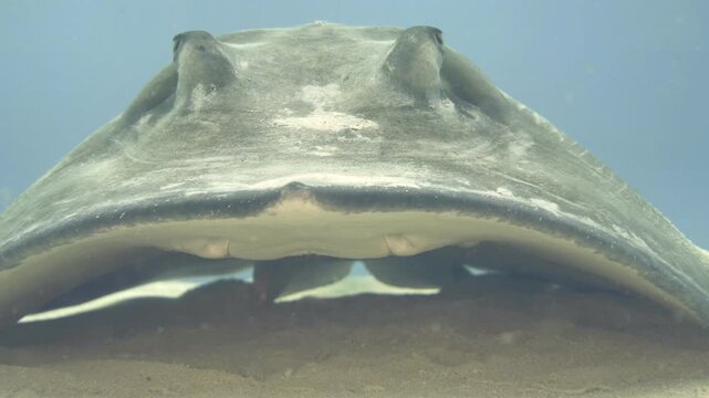 Extreme underwater close-up of a southern stingray underside, mouth and gill region above pale sand at Paradise Reef, Cozumel, Mexico.