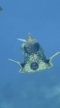 A smooth trunkfish swims horizontally through clear blue water at Paradise Reef, Cozumel, Mexico, isolated against a soft underwater background.