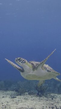 A green sea turtle swims upward over the reef as scuba divers remain distant in blue water at Paradise Reef, Cozumel, Mexico.