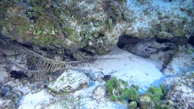 A Caribbean spiny lobster shares a rocky coral crevice with a spotted moray on the reef at San Clemente, Cozumel, Mexico.