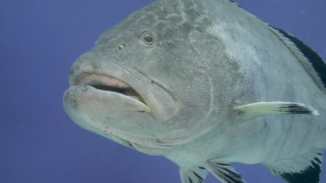 A large black grouper swims past the camera in clear blue water above the reef at San Clemente, Cozumel, Quintana Roo, Mexico.